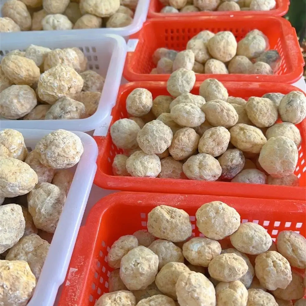 Bulk Wholesale Unopened Natural Agate Geodes Collection