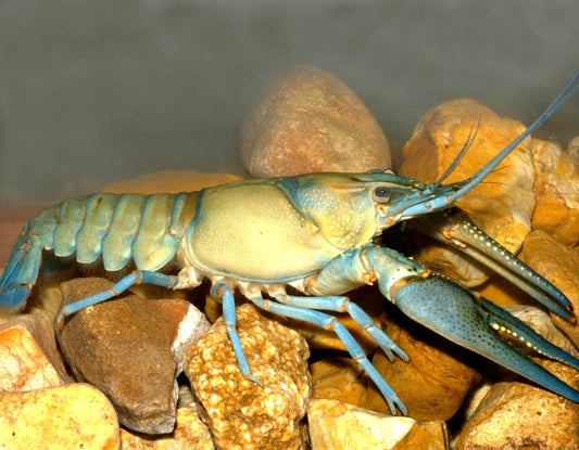 Crayfish